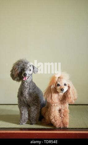 Hunde an traditionellen japanischen Hotel Stockfoto