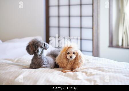 Hunde an traditionellen japanischen Hotel Stockfoto