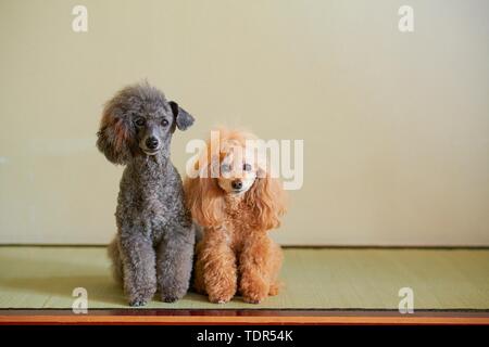 Hunde an traditionellen japanischen Hotel Stockfoto