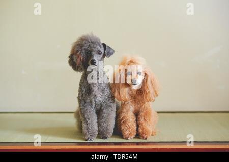 Hunde an traditionellen japanischen Hotel Stockfoto