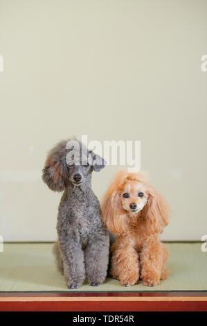 Hunde an traditionellen japanischen Hotel Stockfoto