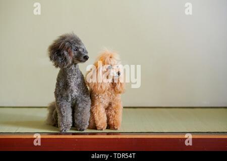 Hunde an traditionellen japanischen Hotel Stockfoto