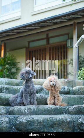 Hunde an traditionellen japanischen Hotel Stockfoto