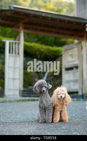 Hunde an traditionellen japanischen Hotel Stockfoto