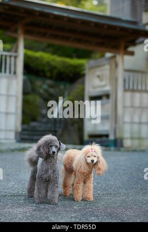 Hunde an traditionellen japanischen Hotel Stockfoto