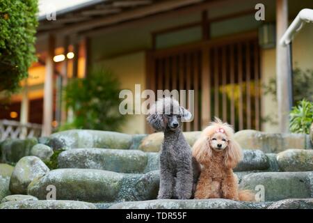 Hunde an traditionellen japanischen Hotel Stockfoto