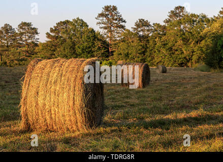 Rollen von Heu in einer frisch geernteten Feld am späten Nachmittag warmes Licht Stockfoto