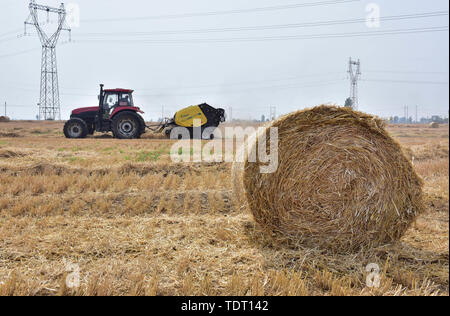 Hebei, Provinz Hebei, China. Juni, 2019 18. Hebei, China - 18. Juni 2016: (redaktionelle Verwendung. CHINA) im Dorf der Stadt xinle chenganpu, Shijiazhuang, Provinz Hebei, Landwirte zu wachsen professionelle Genossenschaften werden mit Maschinen Weizen Stroh zu bündeln. Weizen Ernte, shijiazhuang Landwirten rund um den geschäftigen Strohballen Recycling. Die recycelten Stroh kann in landwirtschaftlichen Anbau genutzt werden, Biomasse und andere Felder, wirksame Verbesserung der umfassenden Auslastung von Stroh, und bringt zusätzliche Einnahmen, die den Landwirten Kredite: SIPA Asien/ZUMA Draht/Alamy leben Nachrichten Stockfoto