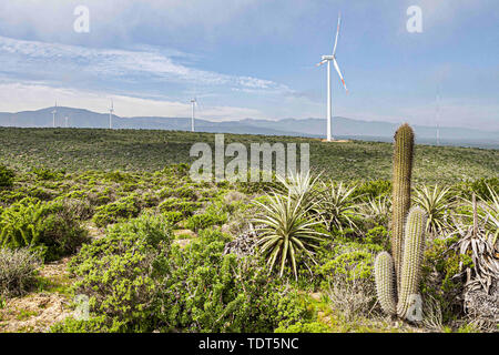 La Serena, Elqui, Chile. 23 Aug, 2011. Kaktus Pflanzen- und Windenergieanlagen im Monte Redondo Windpark in Coquimbo Region von Chile gelegen, direkt an der Küste des Pazifischen Ozeans auf 326 km des Pan-American Highway in der Provinz Elqui. Credit: Ricardo Ribas/SOPA Images/ZUMA Draht/Alamy leben Nachrichten Stockfoto