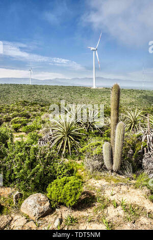 La Serena, Elqui, Chile. 23 Aug, 2011. Kaktus Pflanzen- und Windenergieanlagen im Monte Redondo Windpark in Coquimbo Region von Chile gelegen, direkt an der Küste des Pazifischen Ozeans auf 326 km des Pan-American Highway in der Provinz Elqui. Credit: Ricardo Ribas/SOPA Images/ZUMA Draht/Alamy leben Nachrichten Stockfoto