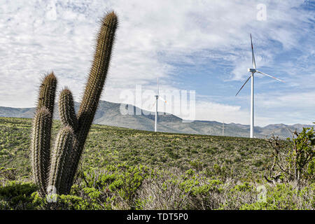 La Serena, Elqui, Chile. 23 Aug, 2011. Kaktus Pflanzen- und Windenergieanlagen im Monte Redondo Windpark in Coquimbo Region von Chile gelegen, direkt an der Küste des Pazifischen Ozeans auf 326 km des Pan-American Highway in der Provinz Elqui. Credit: Ricardo Ribas/SOPA Images/ZUMA Draht/Alamy leben Nachrichten Stockfoto