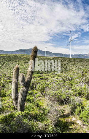 La Serena, Elqui, Chile. 23 Aug, 2011. Kaktus Pflanzen- und Windenergieanlagen im Monte Redondo Windpark in Coquimbo Region von Chile gelegen, direkt an der Küste des Pazifischen Ozeans auf 326 km des Pan-American Highway in der Provinz Elqui. Credit: Ricardo Ribas/SOPA Images/ZUMA Draht/Alamy leben Nachrichten Stockfoto