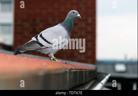 Dresden, Deutschland. 10 Juni, 2019. Eine Brieftaube aus Polen sitzt auf dem Dach eines Wohnhauses. Credit: Robert Michael/dpa-Zentralbild/ZB/dpa/Alamy leben Nachrichten Stockfoto