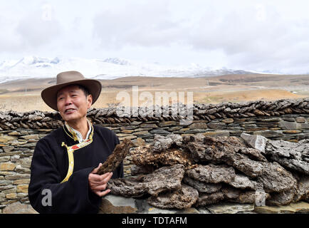 (190619) - LHASA, 19. Juni 2019 (Xinhua) - Wu Yuchu sammelt yak Mist für Forschung auf einer Wiese im Norden von Südwesten Chinas Autonomen Region Tibet, 23. Mai 2019. Vor über 40 Jahren, Wu Yuchu wurde in einem Blizzard im Südwesten Chinas Tibet autonomen Region gefangen. Es wurde 1977, zwei Jahre nach Wu begonnen hatte in Tibet arbeiten. Er und mehr als 50 andere Leute hatten in einem Schlamm zu verstecken - brick House. Temperaturen draußen fiel auf minus 30 Grad Celsius, und das Essen war. Hoffnung schien verblassen werden. Wenn die Rettungsmannschaft endlich fand sie mit Yaks Leben-Savin Stockfoto