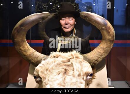 (190619) - LHASA, 19. Juni 2019 (Xinhua) - Wu Yuchu posiert für ein Foto im Yak Museum in Lhasa, der Hauptstadt von Südwesten Chinas Autonomen Region Tibet, 14. Mai 2019. Vor über 40 Jahren, Wu Yuchu wurde in einem Blizzard im Südwesten Chinas Tibet autonomen Region gefangen. Es wurde 1977, zwei Jahre nach Wu begonnen hatte in Tibet arbeiten. Er und mehr als 50 andere Leute hatten in einem Schlamm zu verstecken - brick House. Temperaturen draußen fiel auf minus 30 Grad Celsius, und das Essen war. Hoffnung schien verblassen werden. Wenn die Rettungsmannschaft endlich fand sie mit Yaks Durchführung lebensrettender sup Stockfoto