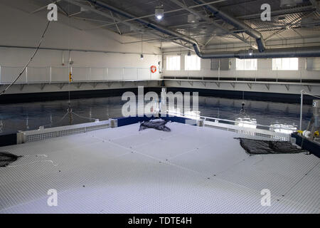 Das Sea Life Trust Pflege Pool auf Heimaey Klettsvik Bay, Insel, Island, wo zwei Weißwale Kleine Weiße und kleinen Grauen wird in Quarantäne gehen, wie sie in einem offenen Wasser Heiligtum Zuhause gefunden werden nach Jahren der Gefangenschaft in Shanghai, China. In einer Welt, die zunächst von den Sea Life Trust, die Wale haben 6.000 Meilen durch die Luft, Land und Meer auf Island, wo Sie in einem speziellen Tank für etwa einen Monat, bevor sie endgültig in ihre neue, offene verschoben - Wasser Home betreut werden transportiert worden. Stockfoto