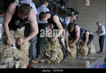 Junge Landwirte während einer schafschur Wettbewerb an der Royal Highland Show in Ingliston in Edinburgh statt. Stockfoto