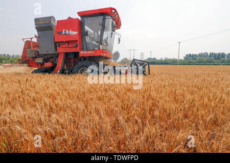 Tangshan, Provinz Hebei Provinz Chinas. Juni, 2019 18. Ein Bauer ernten Weizen in Xizhuang Dorf Tangshan City, im Norden der chinesischen Provinz Hebei, 18. Juni 2019. Juni 18, 300 Millionen Mu (20 Millionen Hektar) von winterweizen haben in China geerntet wurde, 96 Prozent die von Maschinen geerntet wurden. Credit: Liu Mancang/Xinhua/Alamy leben Nachrichten Stockfoto