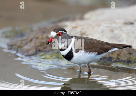 Drei-banded Plover (Charadrius tricollaris), stehend im flachen Wasser in das Flusstal, Seitenansicht, Südafrika, Mpumalanga, Kruger National Park Stockfoto