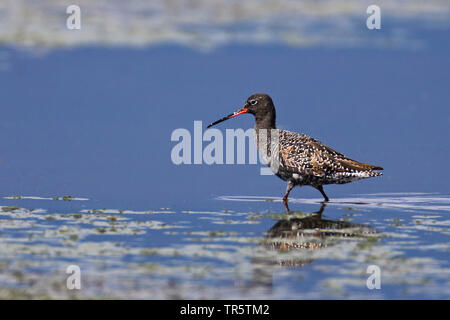 Gefleckte Rotschenkel (Tringa erythropus), Wandern im flachen Wasser, Zucht Gefieder, Griechenland, Lesbos Stockfoto