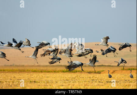 Kranich, Eurasische Kranich (Grus Grus), Herde von einem Reisfeld, Spanien, Extremadura fliegen, Llanos de Zorita Stockfoto