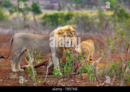 Löwe (Panthera leo), male an einem Kadaver, Südafrika, Mpumalanga, Kruger National Park Stockfoto