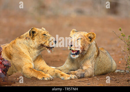 Löwe (Panthera leo), zwei junge Löwen am Töten, Lügen, Südafrika, Mpumalanga, Kruger National Park Stockfoto