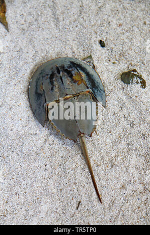 Atlantic Pfeilschwanzkrebse (Limulus polyphemus), im flachen Wasser liegend, Ansicht von oben, USA, Florida Stockfoto