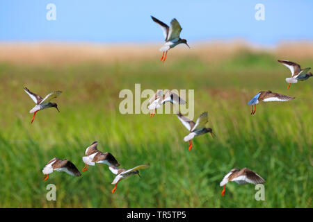 Gemeinsame Rotschenkel (Tringa totanus), fliegende Herde Schilfgras, Niederlande, Friesland Stockfoto