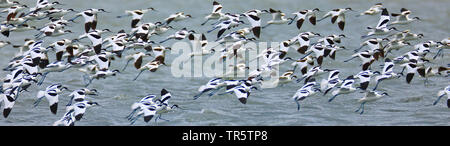 Pied Säbelschnäbler (Recurvirostra Avosetta), Landung Herde, Griechenland, Lesbos Stockfoto