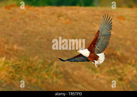 African Fish Eagle (Haliaeetus vocifer), im Flug, Südafrika, Mpumalanga, Kruger National Park Stockfoto