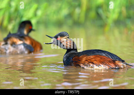 Schwarzhalstaucher (Podiceps nigricollis), Schwimmen Schwarzhalstaucher Aufruf, Seitenansicht, Niederlande, Groningen Stockfoto