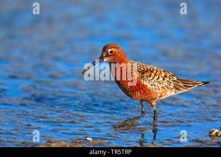 Curlew sandpiper (Calidris ferruginea), in der Zucht Gefieder, Nahrungssuche im Schlamm, Griechenland, Lesbos Stockfoto