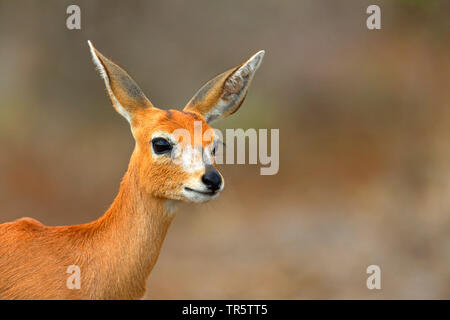 Steinböckchen (Raphicerus campestris), Weibliche, Porträt, Südafrika, Mpumalanga, Kruger National Park Stockfoto