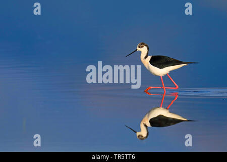 Schwarz - geflügelte Stelzenläufer (Himantopus himantopus), Wandern im flachen Wasser, Griechenland, Lesbos Stockfoto