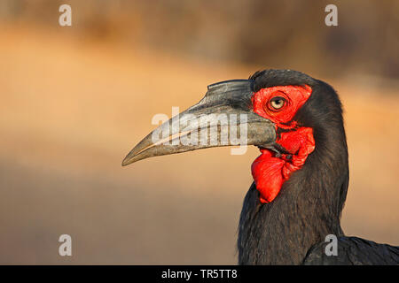 Südliche Hornrabe, hornrabe (Bucorvus leadbeateri, Bucorvus cafer), Portrait, Seitenansicht, Südafrika, Mpumalanga, Kruger National Park Stockfoto