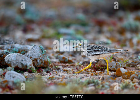 Stein - Curlew (Burhinus oedicnemus), zu Fuß in die Halbwüste, Kanarische Inseln, Fuerteventura Stockfoto