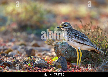 Stein - Curlew (Burhinus oedicnemus), stehend in der Halbwüste, Kanarische Inseln, Fuerteventura Stockfoto