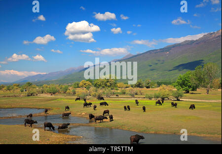 Asiatische Wasserbüffel, Wilde Wasserbüffel, carabao (Bubalus bubalis", Bubalus arnee), Asiatische Wasserbüffel grasen in Strimonas Wasser Wiese, Griechenland, Mazedonien, See Kerkini Stockfoto