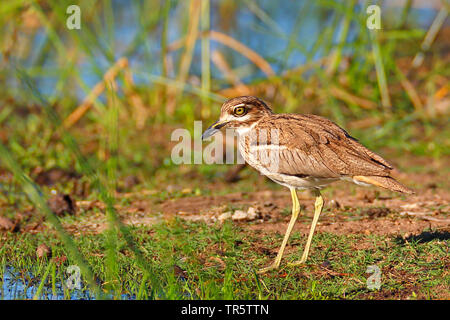 Wasser dikkop (Burhinus vermiculatus), am Ufer stehend, Seitenansicht, Südafrika, Mpumalanga, Kruger National Park Stockfoto