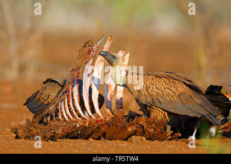 Afrikanische weiß-backed Vulture (Tylose in Africanus), Gruppe essen an einem Kadaver, Südafrika, Mpumalanga, Kruger National Park Stockfoto