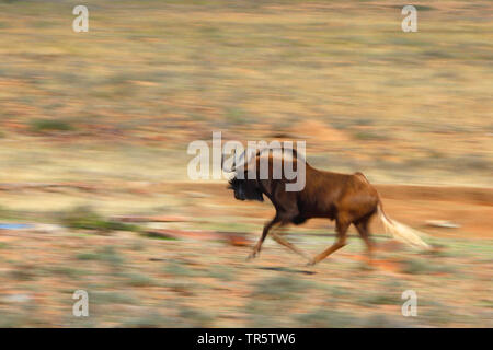 Gnus, Weiß-gnu-tailed (Connochaetes gnou), ausgeführt durch die Savanne, verwischt, Südafrika, Eastern Cape, Mountain Zebra National Park Stockfoto