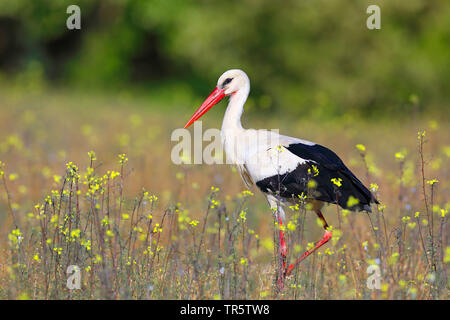 Weißstorch (Ciconia ciconia), in einer Blumenwiese, Griechenland stehen, See Kerkini Stockfoto