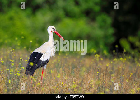 Weißstorch (Ciconia ciconia), in einer Blumenwiese, Griechenland stehen, See Kerkini Stockfoto