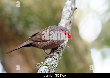 Common waxbill (Estrilda astrild), sitzt auf einem Ast, Südafrika, Westkap, Wilderness National Park Stockfoto