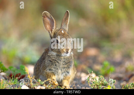 Europäische Kaninchen (Oryctolagus cuniculus), Sitzen in der Halbwüste, Kanarische Inseln, Fuerteventura Stockfoto