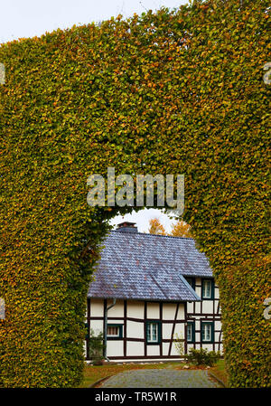 Gemeinsame Buche (Fagus sylvatica), Fachwerkhaus hinter Meter hohe Buche Hedge mit Torbogen, Bezirk Hoefen, Deutschland, Nordrhein-Westfalen, Eifel Monschau Stockfoto