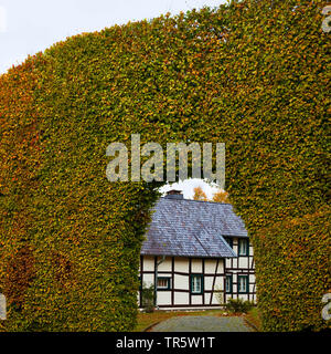 Gemeinsame Buche (Fagus sylvatica), Fachwerkhaus hinter Meter hohe Buche Hedge mit Torbogen, Bezirk Hoefen, Deutschland, Nordrhein-Westfalen, Eifel Monschau Stockfoto
