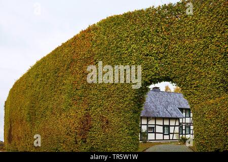 Gemeinsame Buche (Fagus sylvatica), Fachwerkhaus hinter Meter hohe Buche Hedge mit Torbogen, Bezirk Hoefen, Deutschland, Nordrhein-Westfalen, Eifel Monschau Stockfoto
