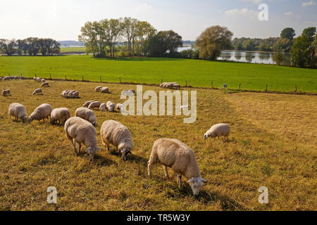 Inländische Schafe (Ovis ammon f. aries), Blatt Beweidung auf einem Deich am Rhein Rheinaue Bislich-Vahnum, Deutschland, Nordrhein-Westfalen, Ruhrgebiet, Wesel Stockfoto